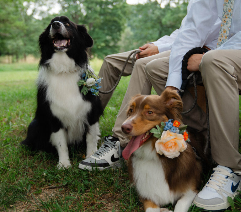 Fun Ways to Include Your Pets in the Ceremony and Reception