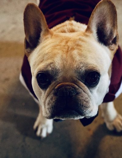 French Bulldog wearing a maroon outfit, standing on a concrete surface with a focused expression.